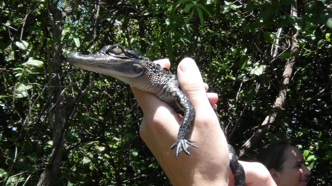 Pequeño cocodrilo en el centro de rescate animales Tigertail, en el Parque Nacional de Everglades.