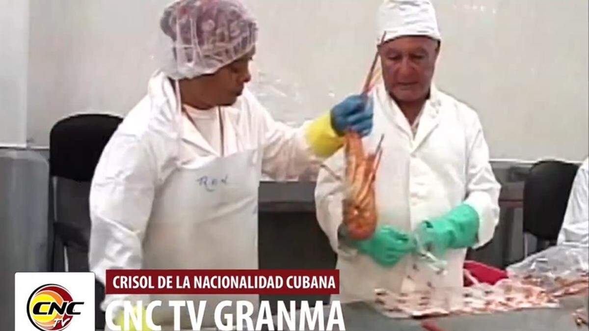 La industria pesquera de Granma, Cuba, logró cifras récord en la producción de langosta, pero ahora los apagones y la falta de combustible obligan a la empresa estatal a innovar.