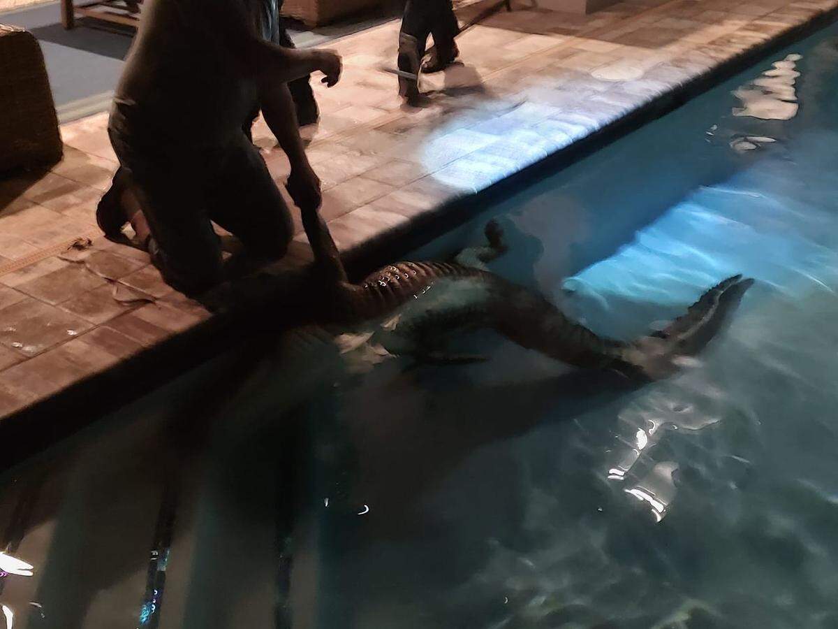 Un perro que ‘ladraba ferozmente’ a las 2 a.m. le avisó a una familia que había un caimán en la piscina.