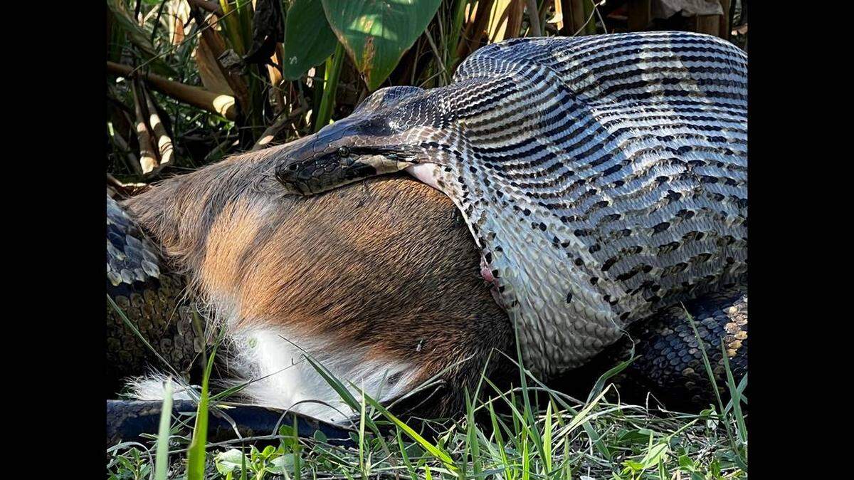 The Burmese python found devouring a deer shows that these predators are seeking larger prey in Florida.