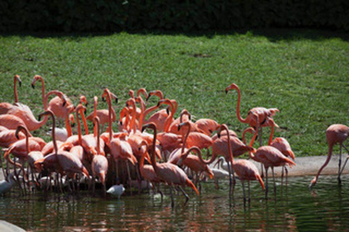 Una de la áreas naturales del Jungle Island en donde obtienes un boleto gratis para niños con la compra de uno para adultos.