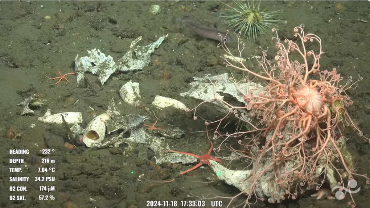 Este fragmento de mandíbula aún tenía un diente. Los huesos y dientes no eran de un tiburón ni de una ballena, según expertos. Captura de video del Schmidt Ocean Institute.