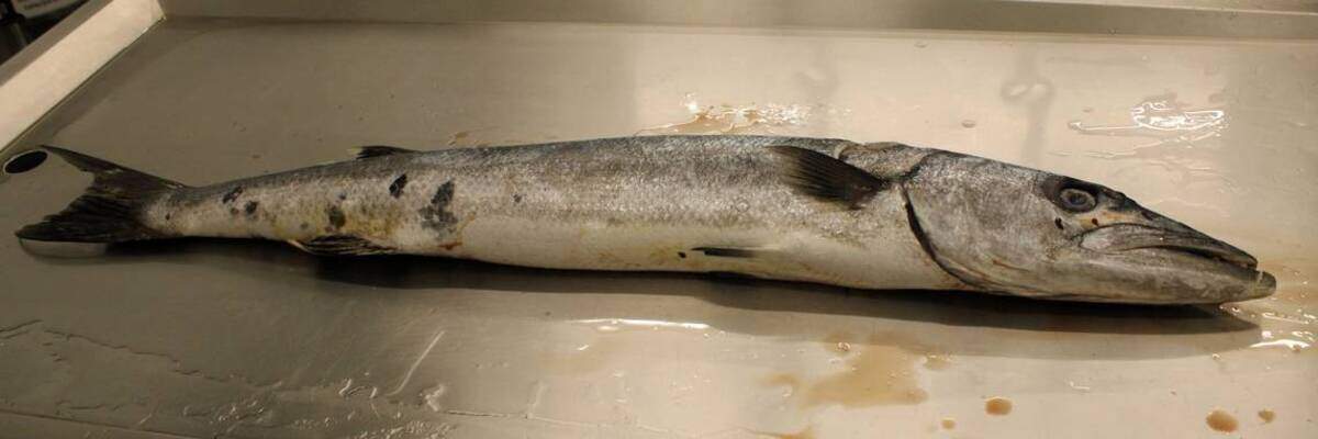 La primera gran barracuda capturada en las Islas Azores.