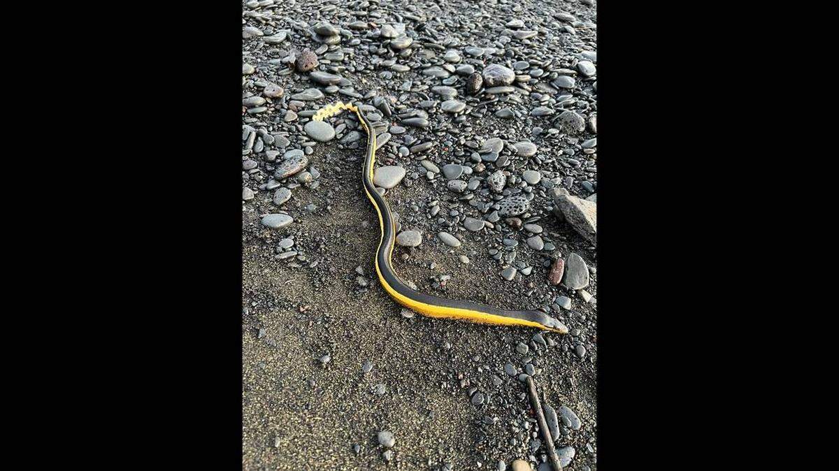 Hallan serpiente marina de vientre amarillo potencialmente mortal para los humanos en popular playa de Hawai.