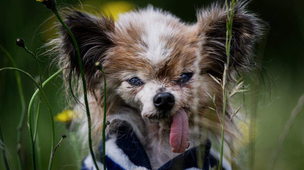 Lazare, a Continental Toy Spaniel Papillon said to be the world's oldest dog born in 1995, looks on, in Villy le Pelloux, eastern France, on May 12, 2026. When Lazare's former owner passed away, the dog was taken in by the dog pound, which then contacted the French SPA (Société Protectrice des Animaux). His owner Ophelie Boudol, who will turn 30 in October, took Lazare in at the end of April and officially became its "permanent foster family" last week, with a birth certificate indicating December 4, 1995. 1995. (Photo by Jeff PACHOUD / AFP via Getty Images)