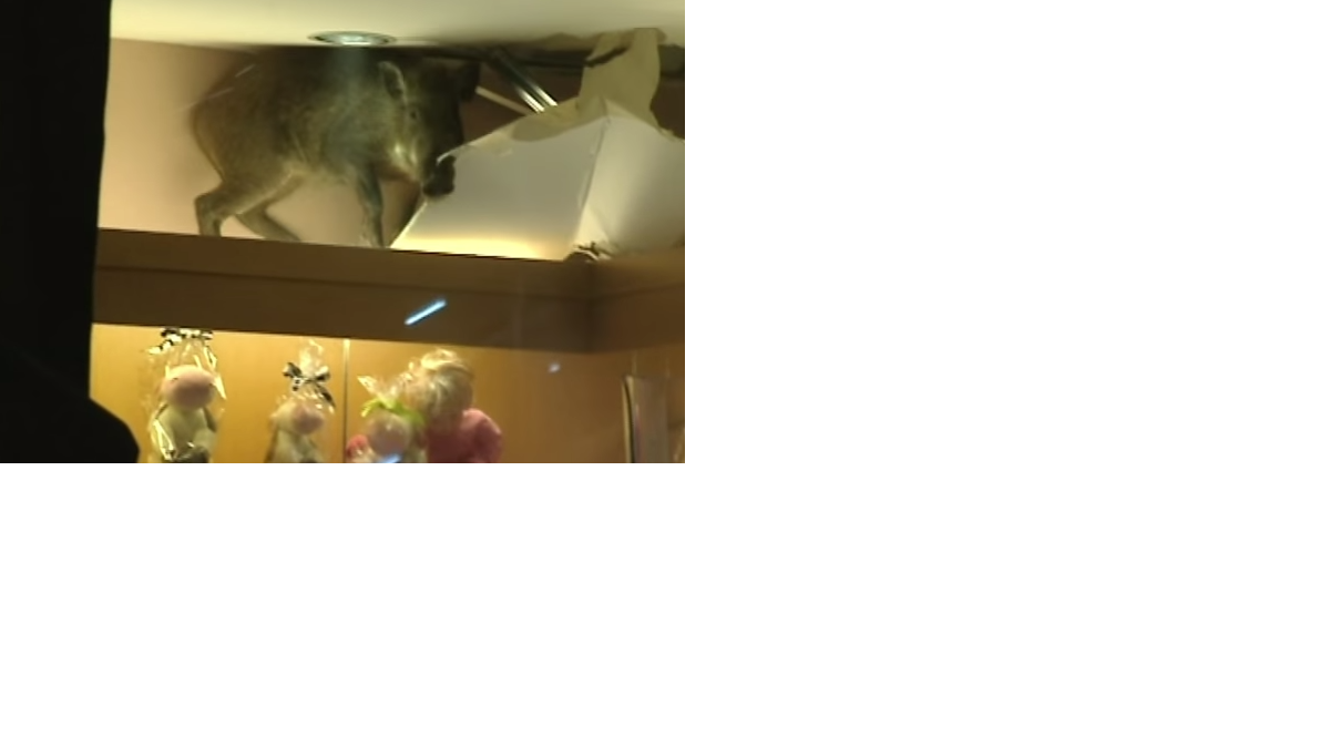 Un jabalí que se desvió de su refugio rural mantuvo en vilo durante cuatro horas a la policía en un centro comercial de Hong Kong enla noche del domingo al lunes, informaron los medios locales.