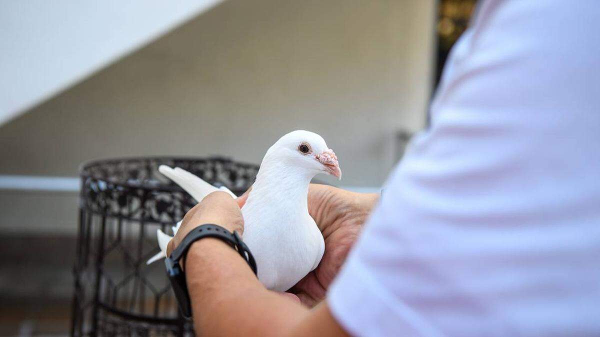 Un adiestrador se prepara para liberar una paloma como parte del Monumento a los Desamparados el viernes 20 de diciembre de 2024, en Miami. Godfrey Mead, Condado de Miami-Dade