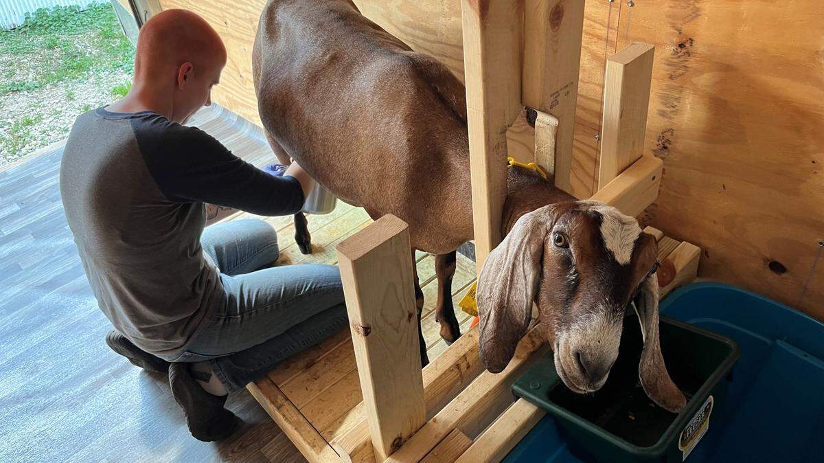 Stacy Wistock, que vive en una pequeña granja en el sur de Iowa, ordeña una de sus cabras, Babe. 