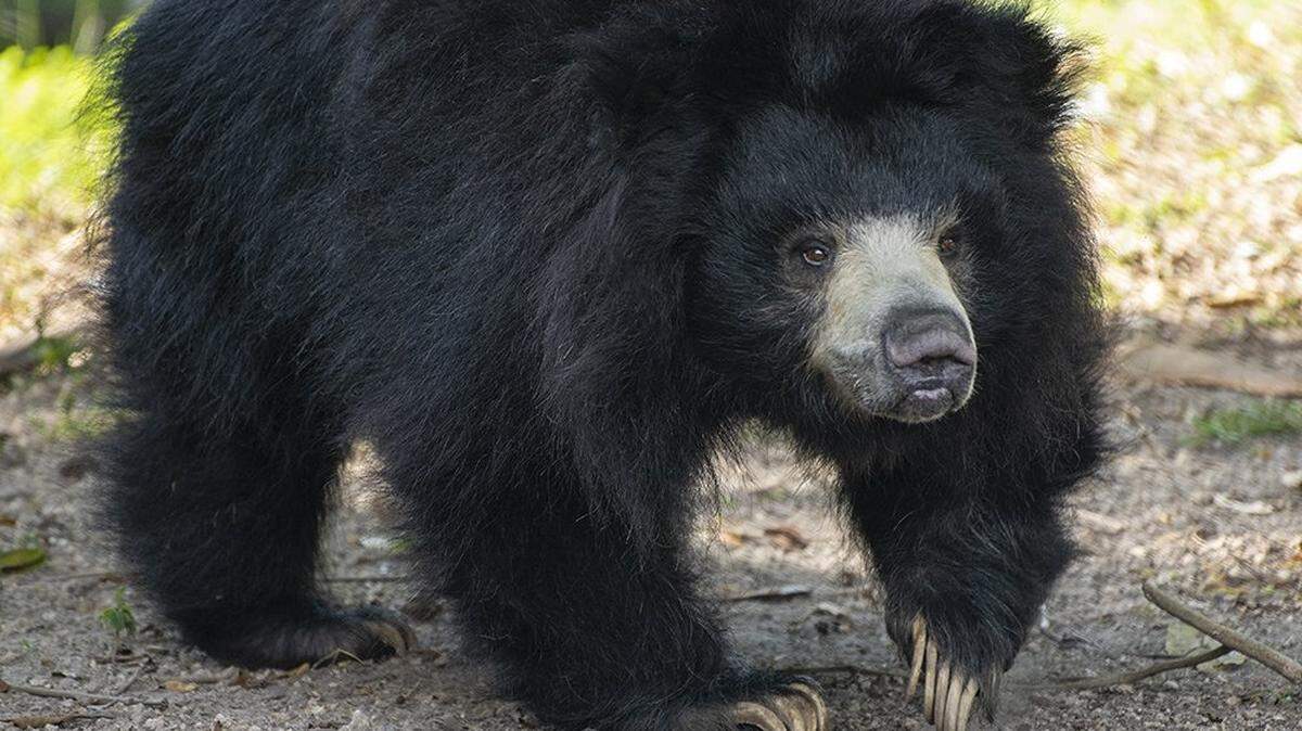 Foto de archivo de Keesha, una osa perezosa y querido residente del Miami Zoo, el 4 de enero de 2022.
