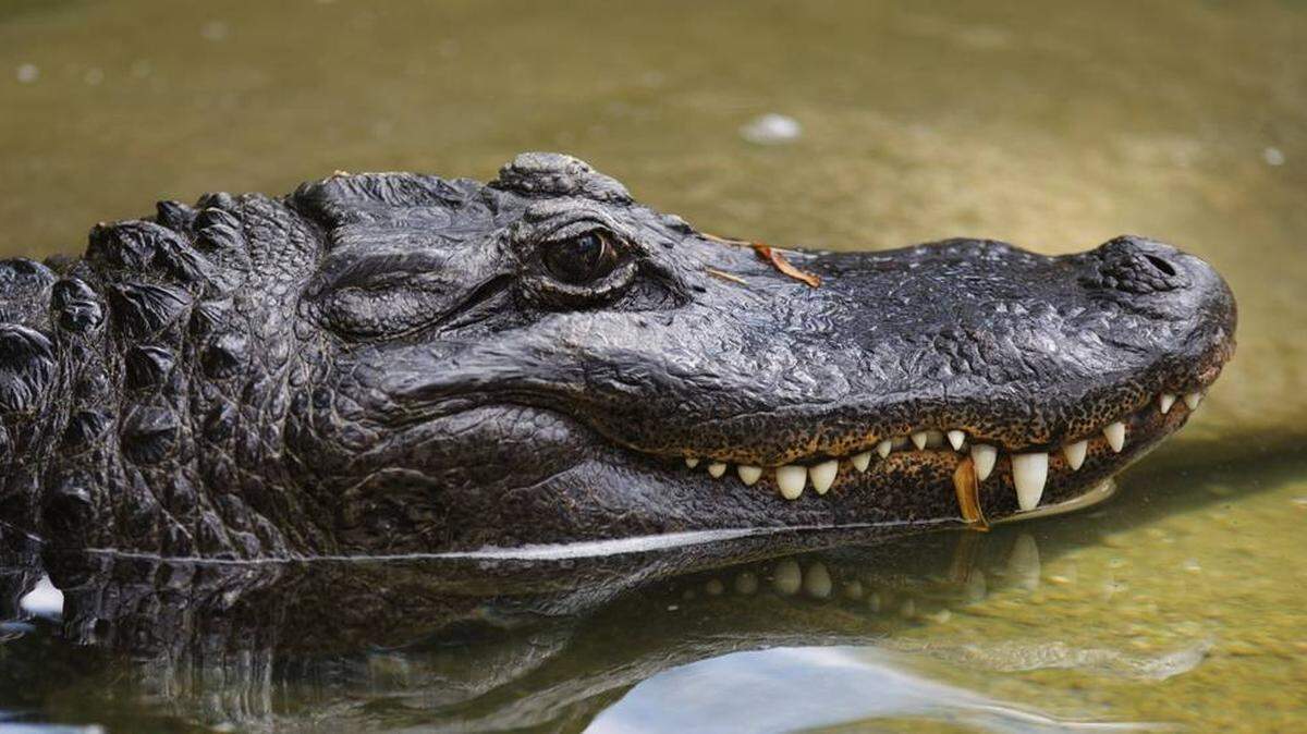 El sur del país está en plena temporada de apareamiento de los cocodrilos. Los reptiles son sumamente privados, y todo lo que se puede ver son las burbujas que suben a la superficie desde el fondo del pantano.