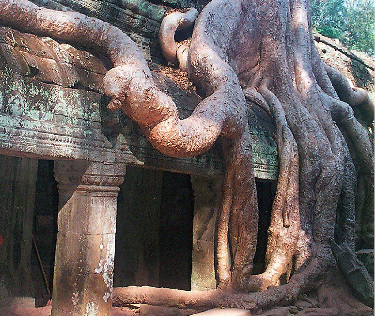 El misterioso y fascinante templo Ta Prohm, materialmente levantado del suelo por las enormes raíces de la selva.
