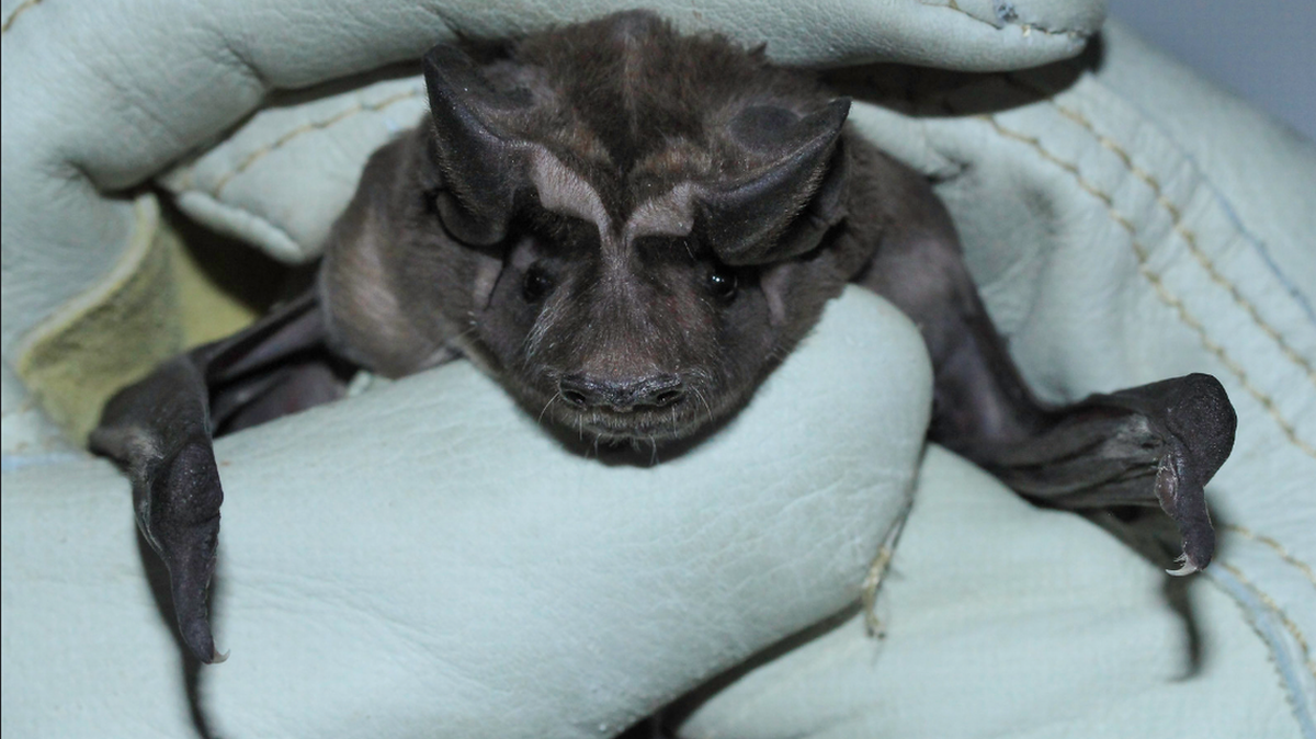 Existen 13 especies de murciélagos en la Florida, pero los investigadores no dijeron a qué especie pertenece el que se halló en la casa. 