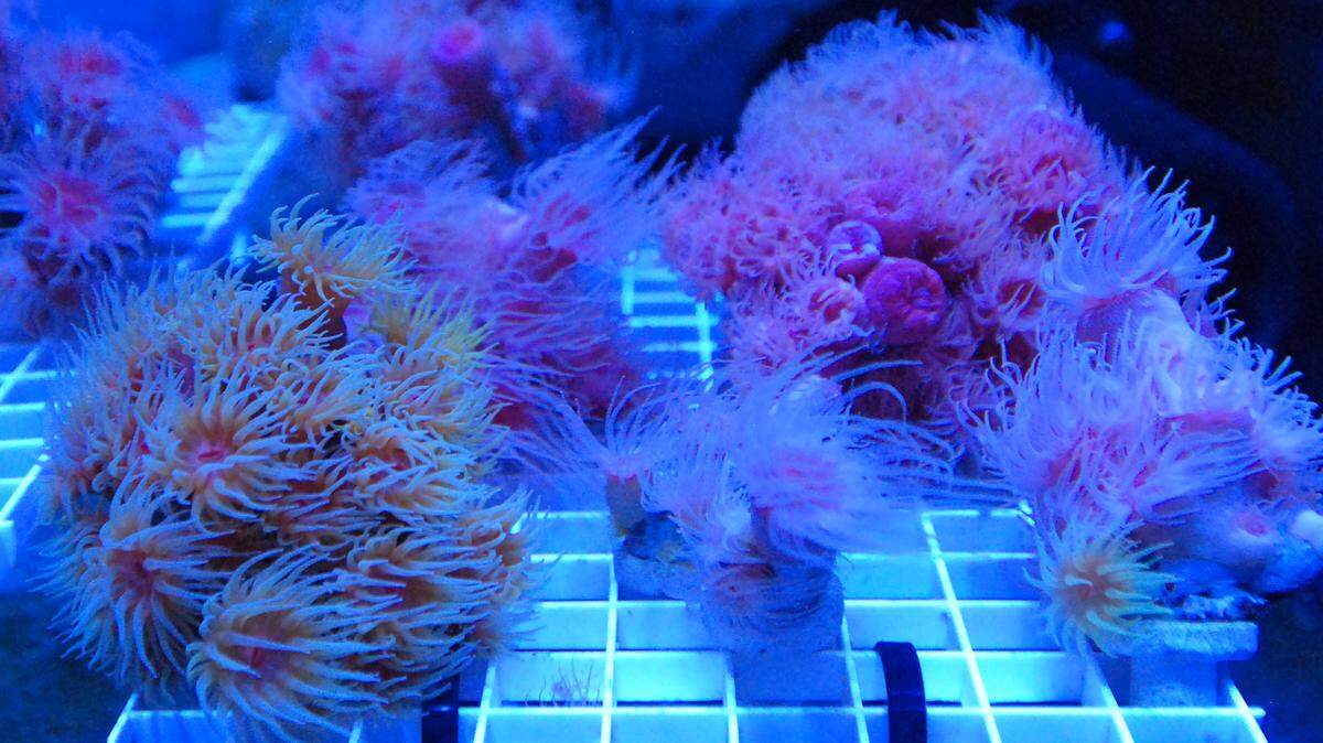 Unas especies raras de coral de Hawaii son usadas en un tanque en un vivero de corales de los  Anuenue Fisheries Research Centers Honolulu, en  2016.