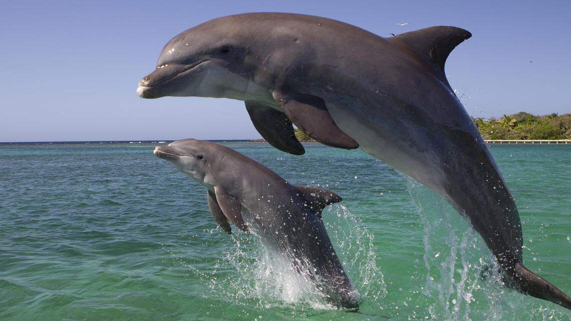 La historia de un hombre de la Florida ‘secuestrado por delfines’ se hace viral, pero no es real