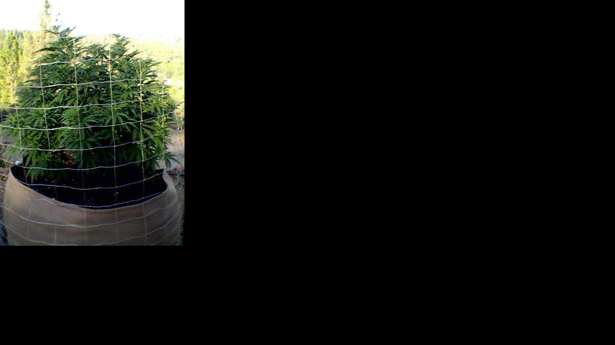 Un cultivo de marihuana en California.