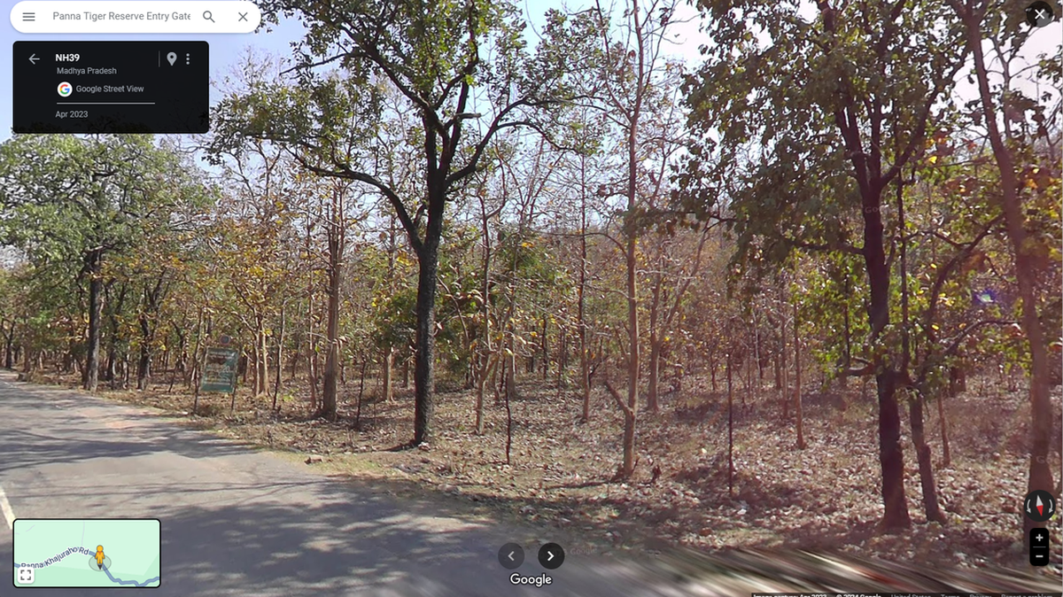 En una reserva natural ubicada en el centro de la India, un perezoso “extremadamente raro de avistar” fue captado caminando entre la maleza de los bosques cargando a dos cachorros.