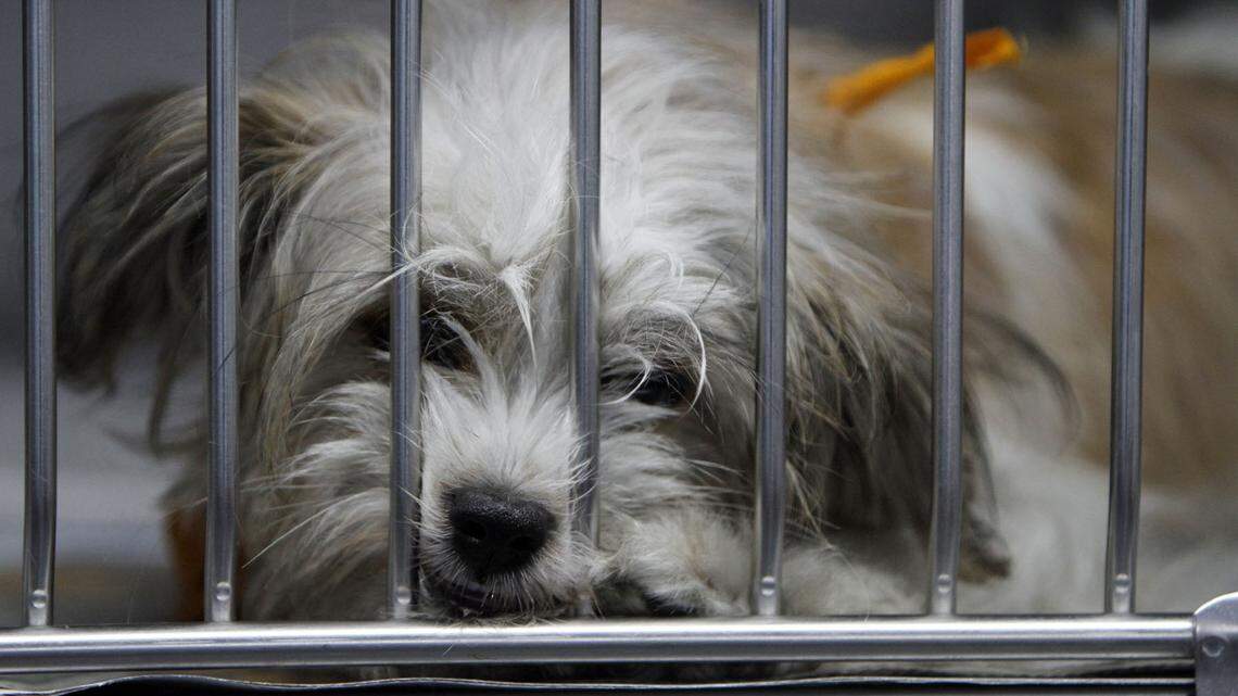 The Pets’ Trust, a group of animal advocates want Miami-Dade County to loan it $10 million for a spay-and-neuter program.