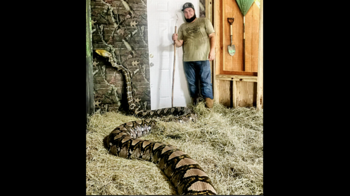 Goldie la pitón que se cree era una de las serpientes más grandes en cautiverio, murió en una atracción turística del suroeste de la Florida, según Skunkape Headquarters, en Ochopee, Florida.