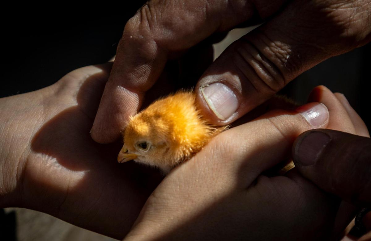 Un pollito en “La Finka”, una pequeña granja dentro de la escuela secundaria Palm Springs en Hialeah, donde se imparte una clase de ciencia agrícola.