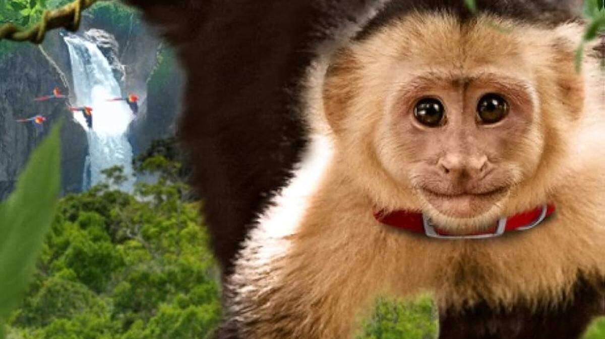 Coral Gables Art Cinema proyecta el viernes ‘Amazonia’ (2013) documental que brinda acceso íntimo a las maravillas naturales de la selva tropical más grande del mundo. 