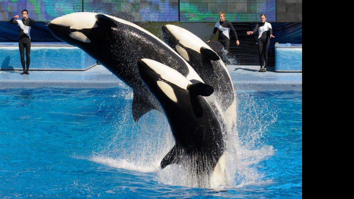 Foto de archivo de las orcas en SeaWorld, Orlando, FL.
