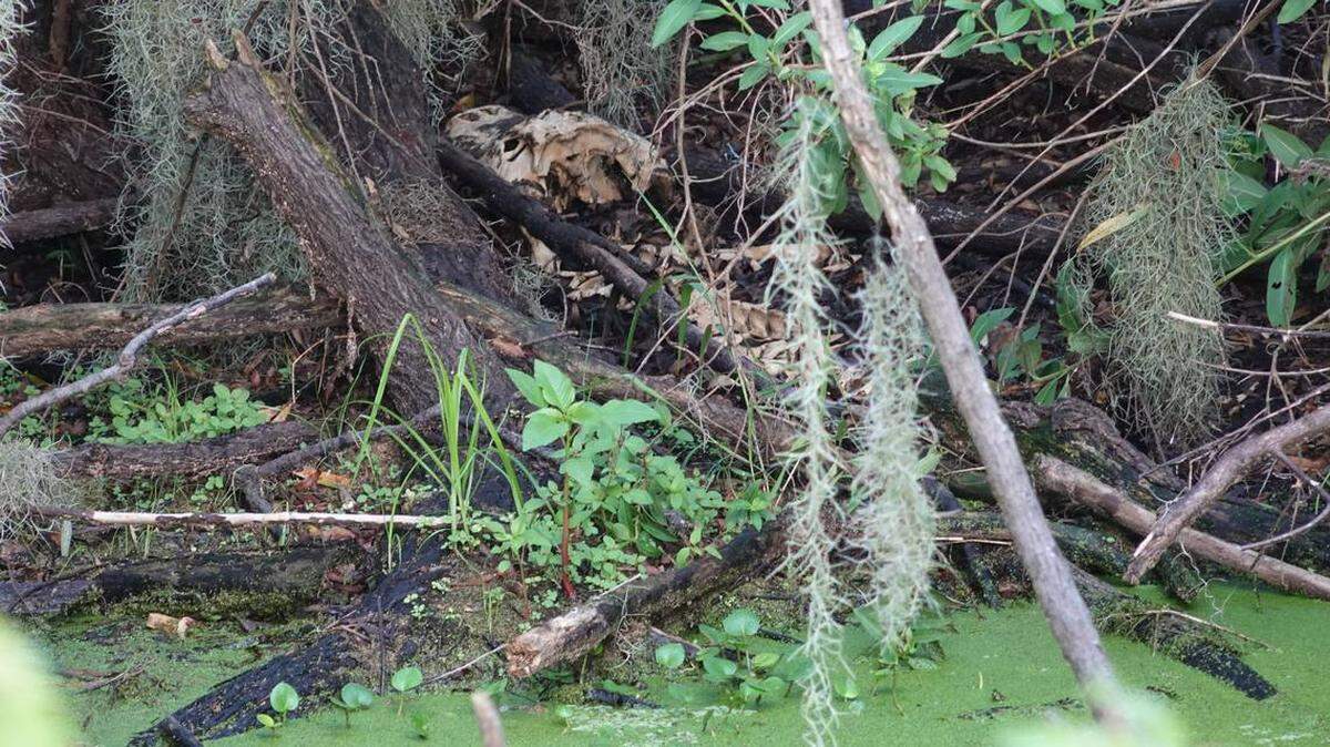 Jamie Murdoch encontró este cocodrilo intacto el 7 de agosto, cuando los niveles del agua bajaron varios pies en la reserva de 1,267 hectáreas, Circle B Bar, ubicada en el Condado Polk.
