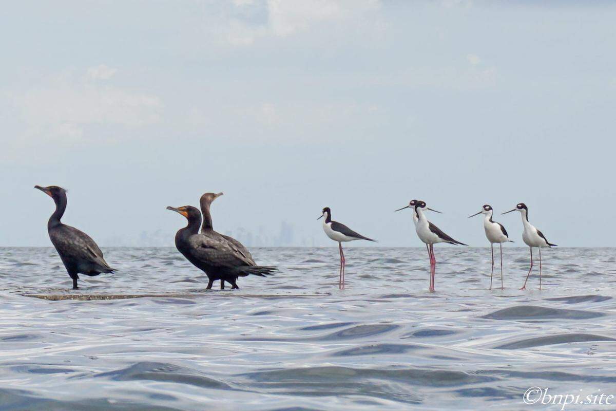 Crucero en barco para observar las aves en la Bahía de Biscayne.
