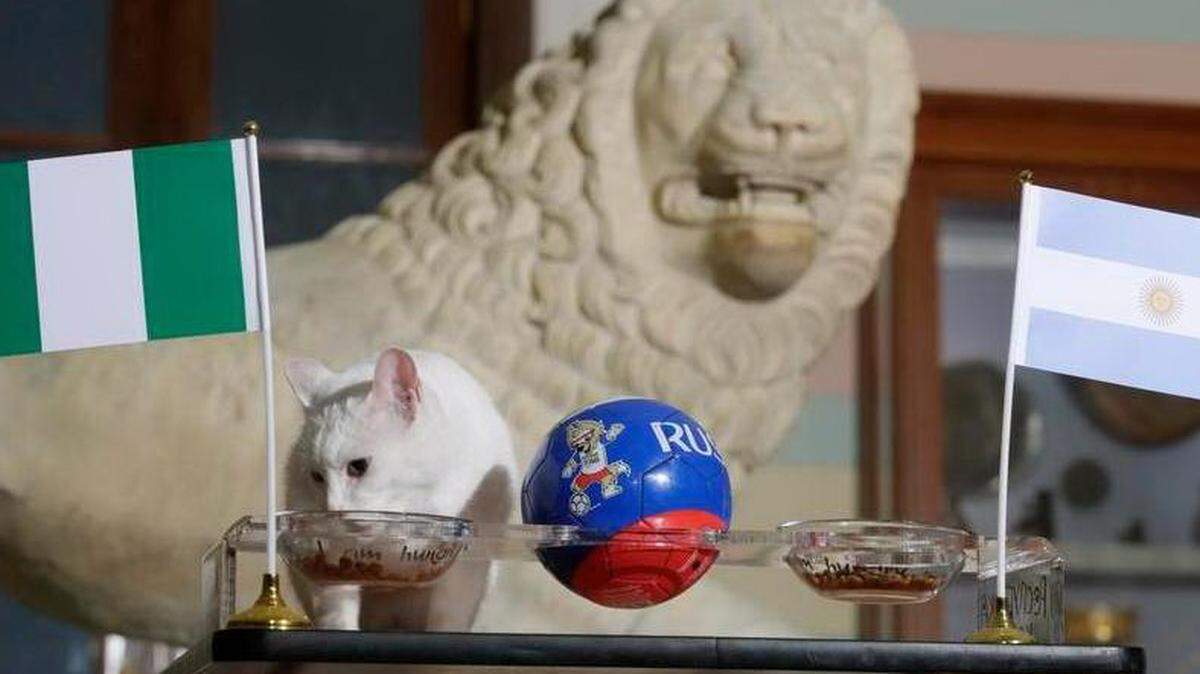 Aquiles, el gato elige a Nigeria durante un intento de predecir el resultado del partido entrante del grupo D entre Nigeria y Argentina en la Copa Mundial de fútbol 2018 en el Museo Hermitage en San Petersburgo, Rusia, martes , 26 de junio de 2018.