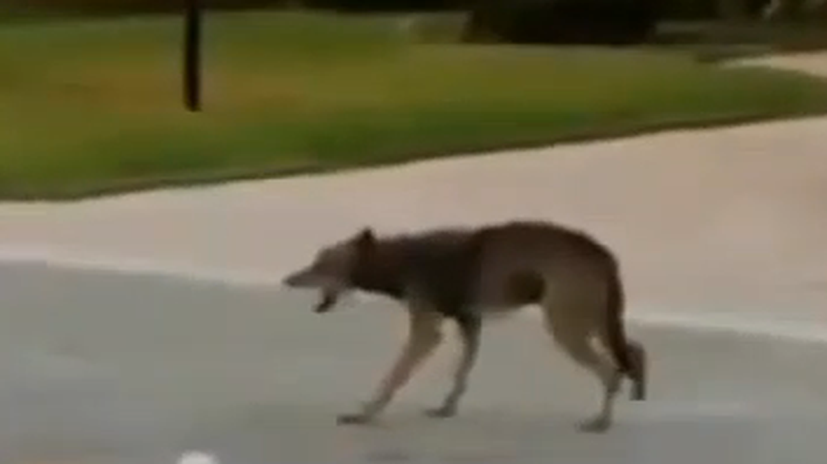 Los residentes dijeron que en los últimos meses han visto coyotes en estos barrios de West Boca Raton.