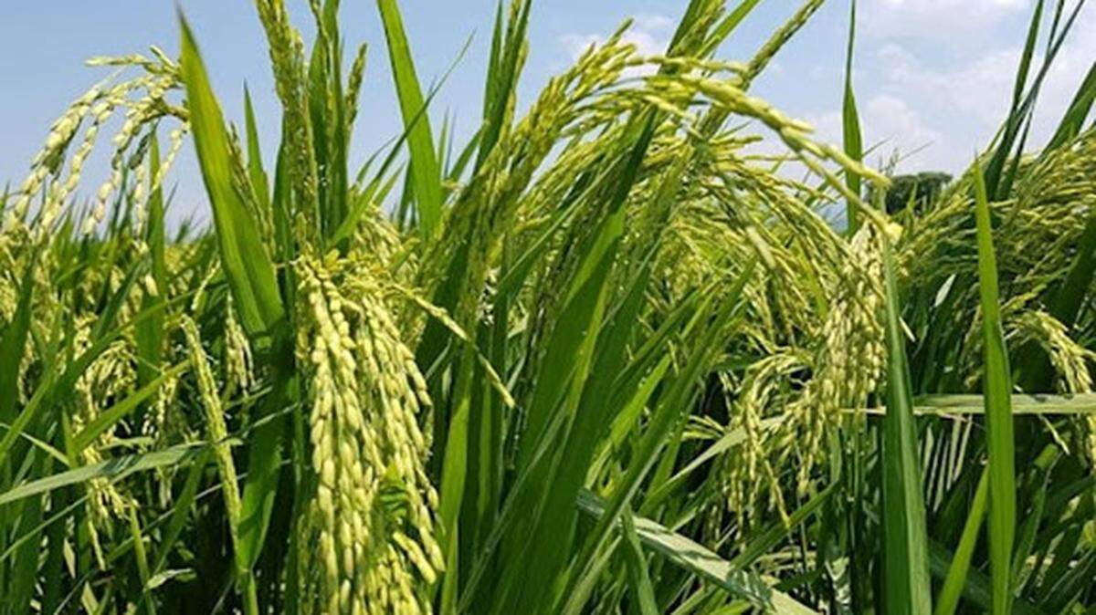 El gobierno cubano evalúa ofrecer drones a campesinos para aumentar la siembra de arroz en 2026 y reforzar la “soberanía alimentaria”, en medio de la crisis de combustible, la escasez de alimentos y los desafíos de la agricultura en Cuba.