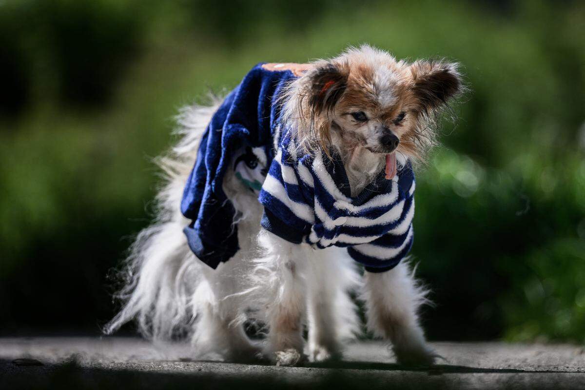 Lazare, a Continental Toy Spaniel Papillon said to be the world's oldest dog born in 1995, looks on, in Villy le Pelloux, eastern France, on May 12, 2026. When Lazare's former owner passed away, the dog was taken in by the dog pound, which then contacted the French SPA (Société Protectrice des Animaux). His owner Ophelie Boudol, who will turn 30 in October, took Lazare in at the end of April and officially became its "permanent foster family" last week, with a birth certificate indicating December 4, 1995. 1995. (Photo by Jeff PACHOUD / AFP via Getty Images)