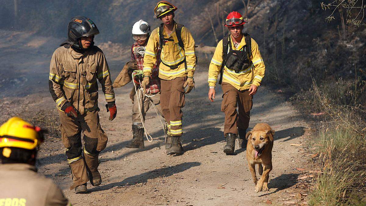 Bomberos chilenos trabajan junto a un perro durante un incendio forestal en Concepción, Chile, el domingo 18 de enero de 2026. Incendios forestales incontrolados arrasaron comunidades en el sur de Chile, dejando a su paso ruinas calcinadas y al menos 19 muertos, según informaron las autoridades.