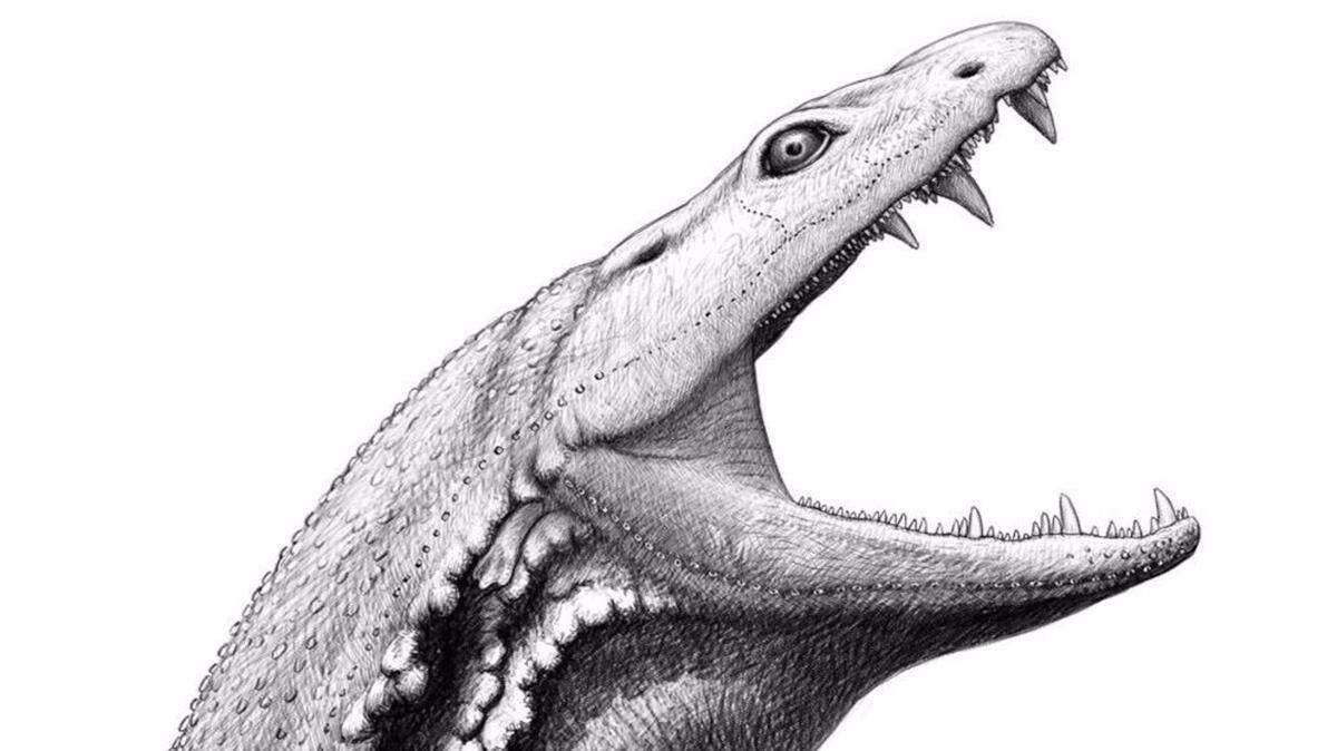 Reconstrucciones digitales de fósiles aplastados han revelado más sobre un depredador parecido a un cocodrilo que vivió en los pantanos presentes hace 330 millones de años en la actual Escocia.