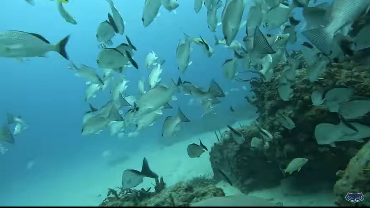 Esta imagen muestra lo que el tiburón nodriza veía mientras recorría el arrecife artificial de Boynton Beach Inlet en la Florida. 