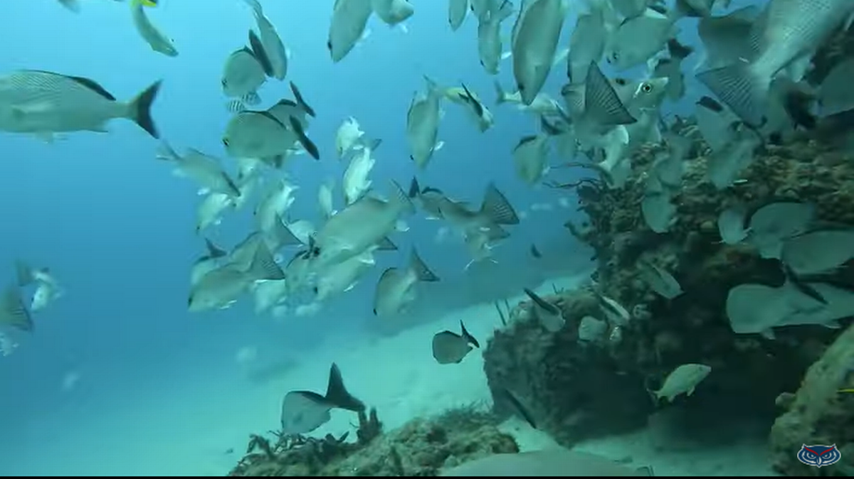 Esta imagen muestra lo que el tiburón nodriza veía mientras recorría el arrecife artificial de Boynton Beach Inlet en la Florida. 