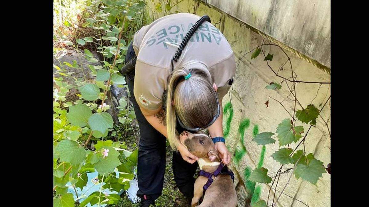 Una perra es rescatada tras haber sido lanzada en una bolsa bajo un puente del centro de la Florida.