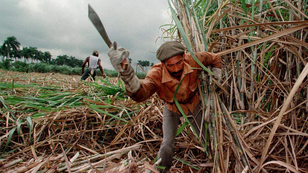 Un campesino trabaja en los cañaverales en la zona de Caiminito, a 50 millas de La Habana, en 1997. En el 2002 Fidel Castro anunció la reestructuración de la industria azucarera, que significó el cierre del 70 por ciento de los centrales.