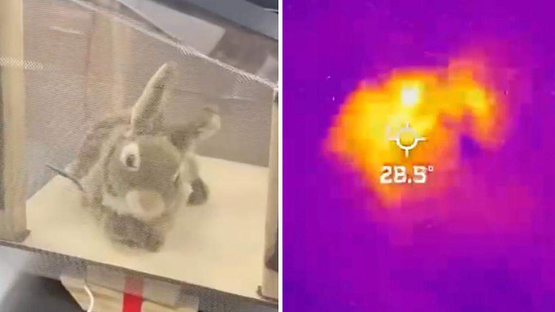 Conejos robots para atrapar a las enormes pitones birmanas en los Everglades.