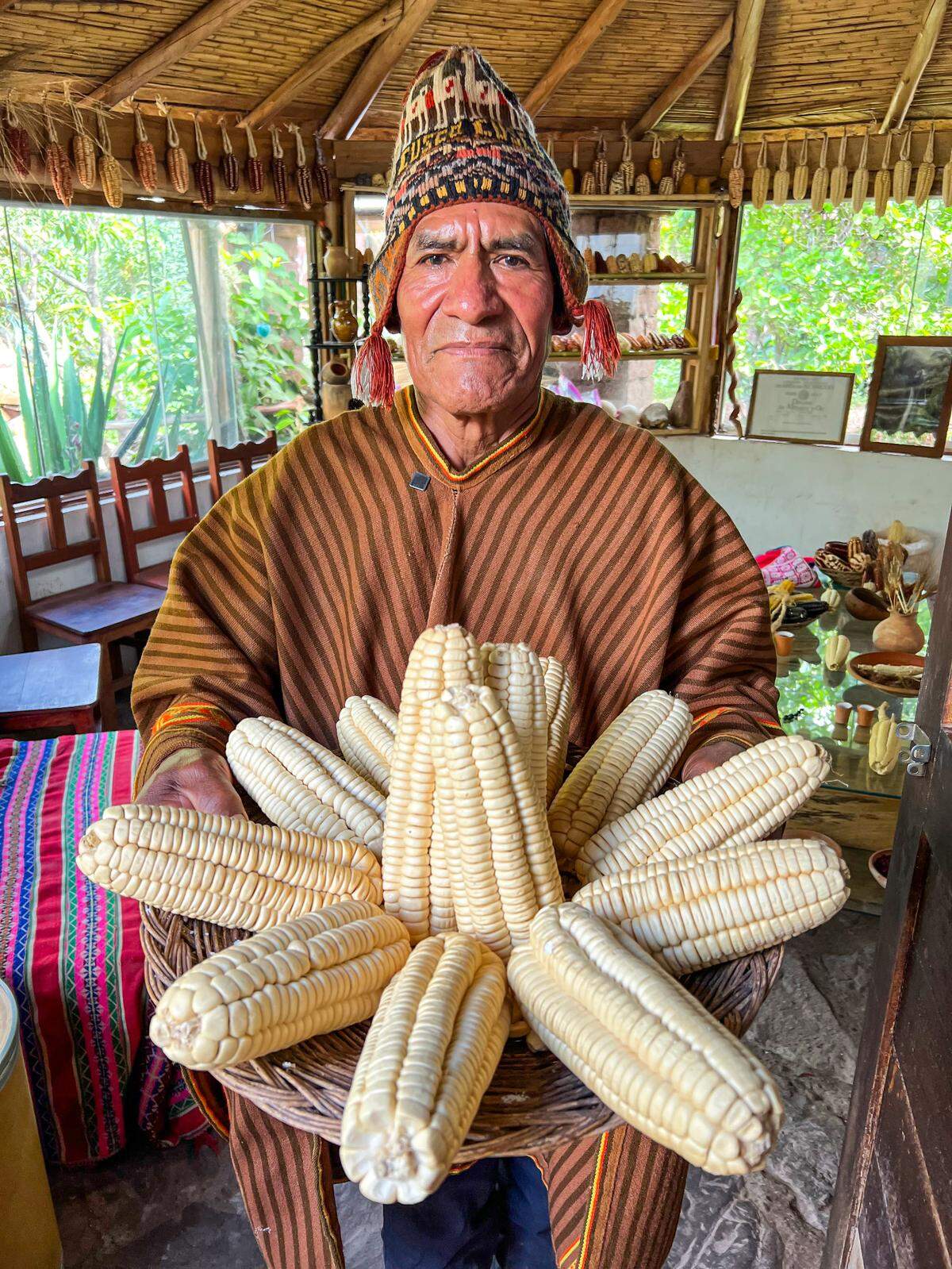 Peruanos en Miami buscan récord Guinness con maíz del Valle Sagrado de Incas.