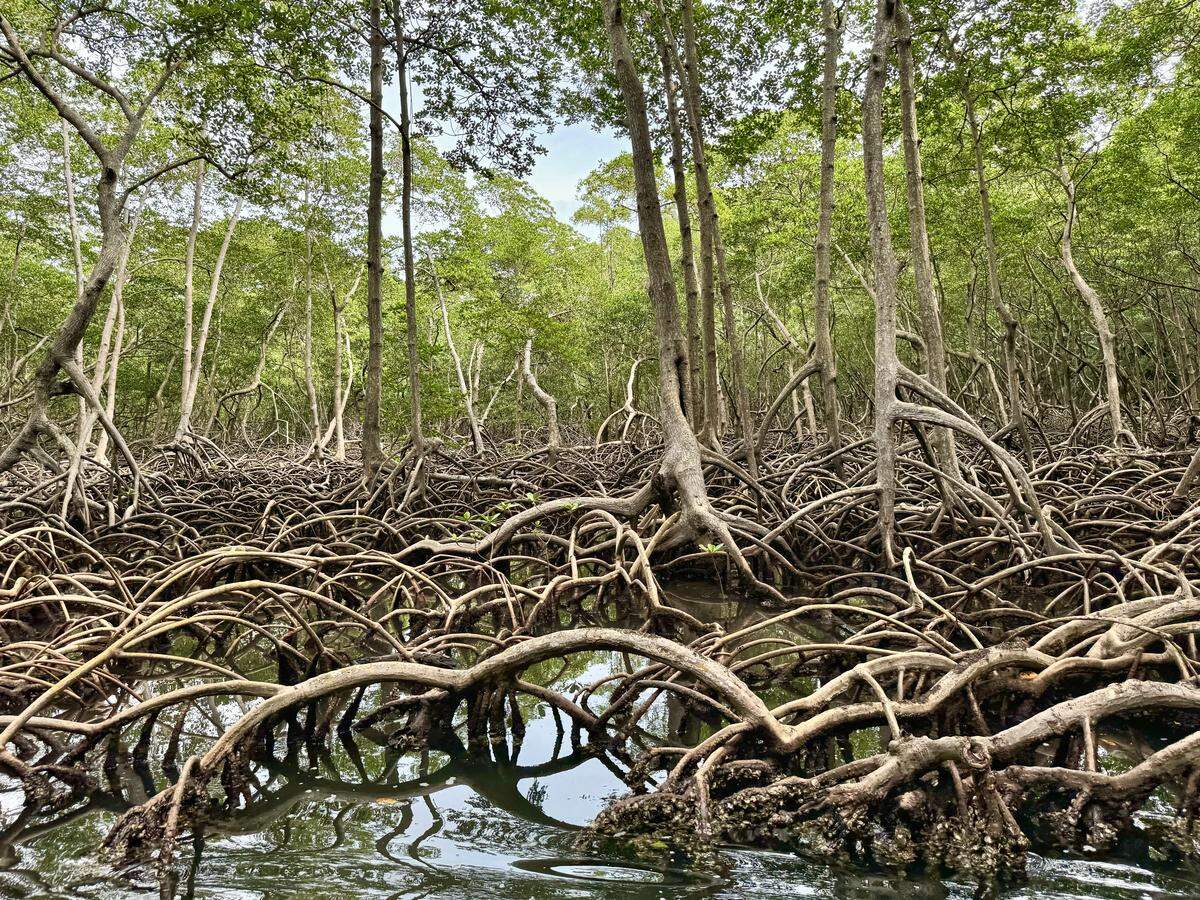 Manglares en el Parque Nacional Los Haitises. 