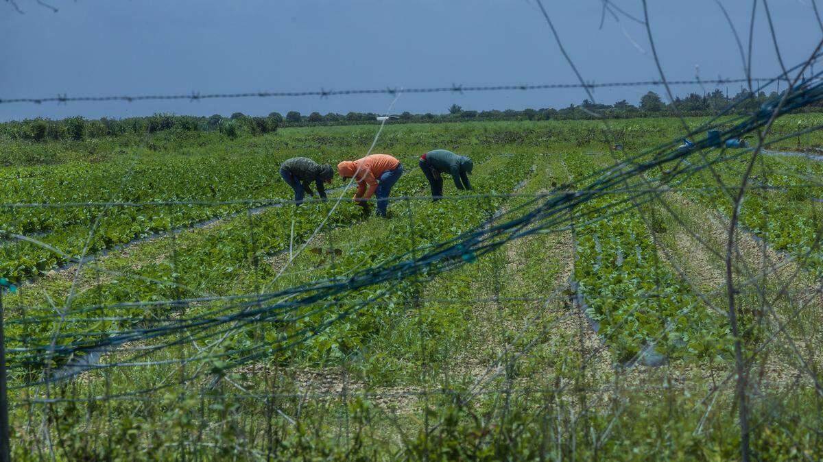 Tres trabajadores agrícolas laboran en un campo de cultivo en el área de Homestead, Florida, el 24 de julio de 2025.