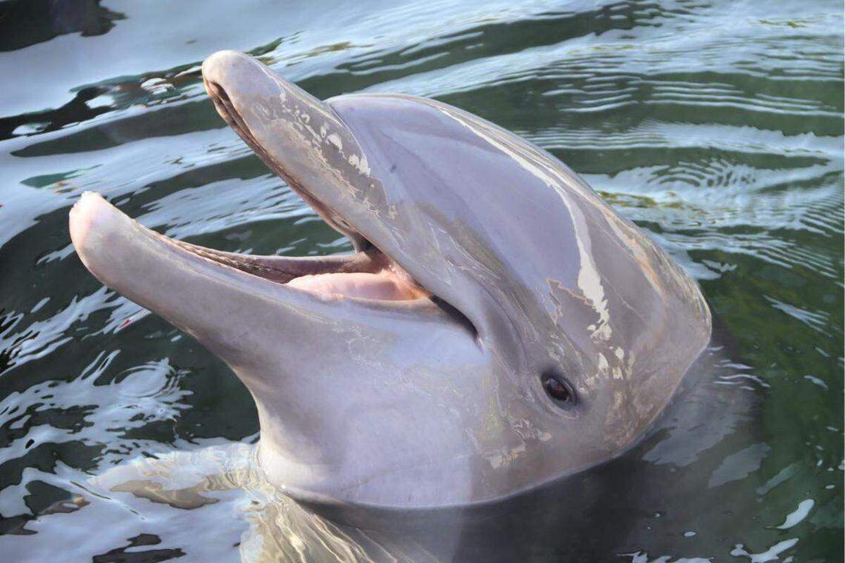 Ripley, un delfín macho de 32 años, nariz de botella del Atlántico, nada en Dolphin Life, un centro de mamíferos marinos en Cayo Largo. Ripley, junto a otros tres delfines fueron trasladados a las instalaciones desde el Miami Seaquarium.