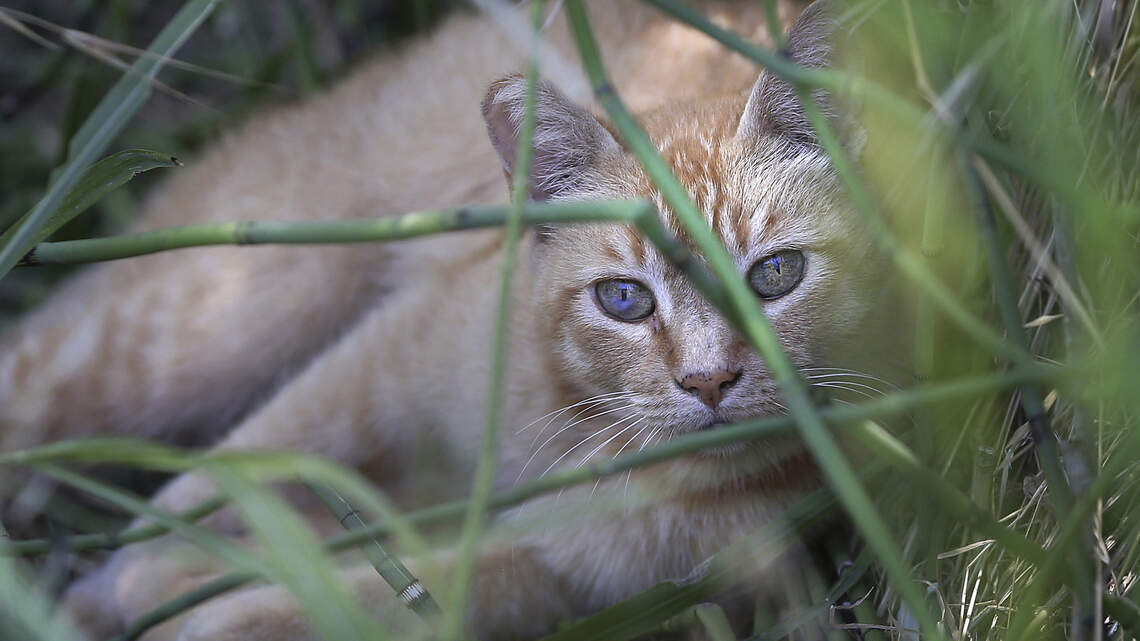 Rabies alert issued in parts of Broward after feral cat tests positive to the virus