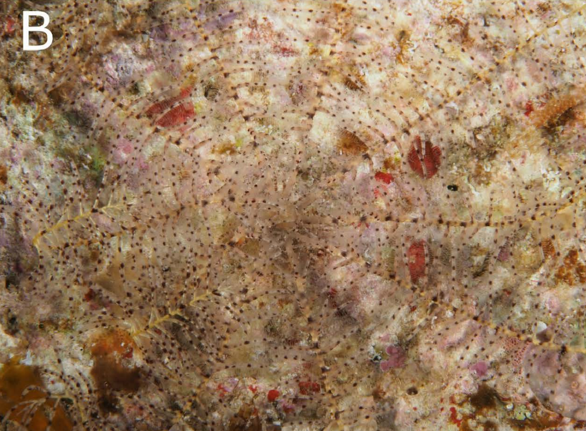 Imagen de una Nesometra integra, o estrella completa de plumas, con colores tipo manchas.