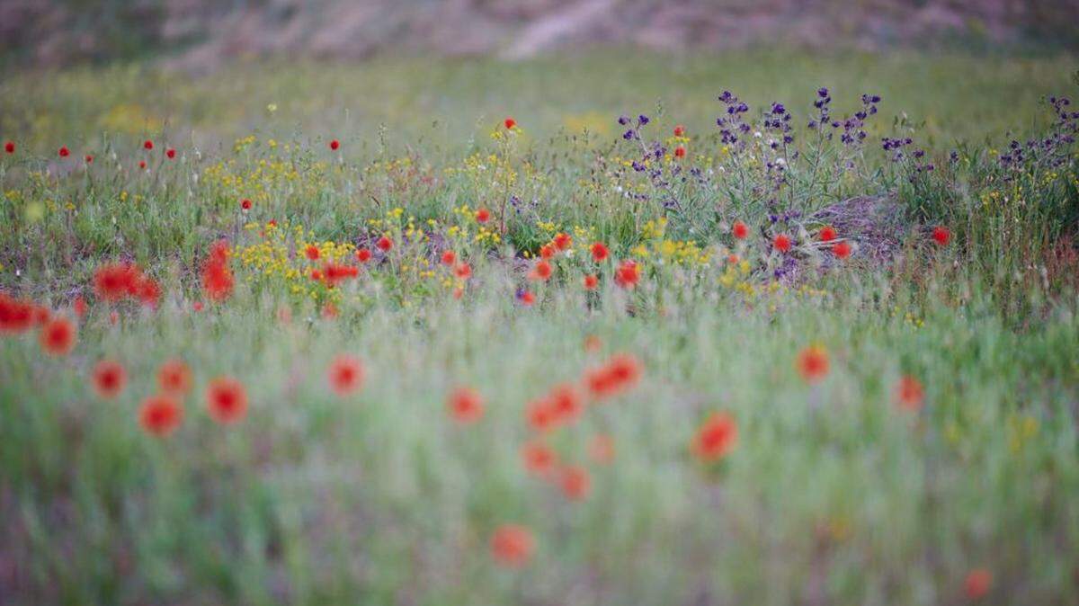 22/02/2024 Un prado salpicado de flores silvestres. Cuando los animales de granja dejan de pastar en zonas como ésta, la composición de las plantas cambia. Pero aparentemente no en la forma que predice la teoría ecológica.
POLITICA INVESTIGACIÓN Y TECNOLOGÍA
COLOURBOX.COM
