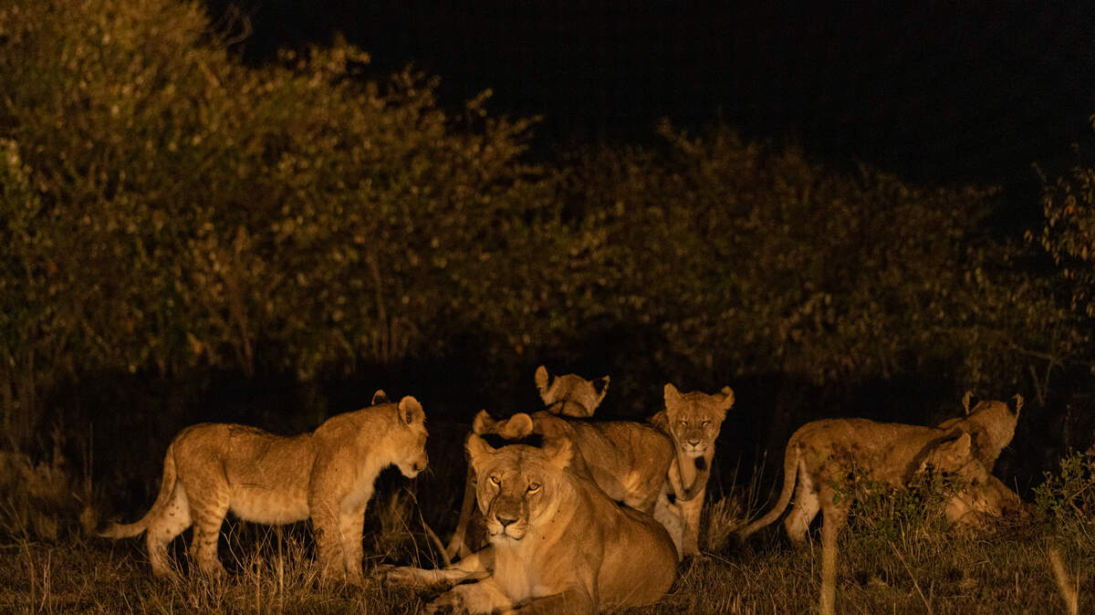 En la reserva privada de Olare Motorogi, Mahali Mzuri, redefine lo que significa un safari. Aquí no se trata solo de ver animales: se trata de entender su ritmo, y ese ritmo, muchas veces, empieza cuando cae el sol.