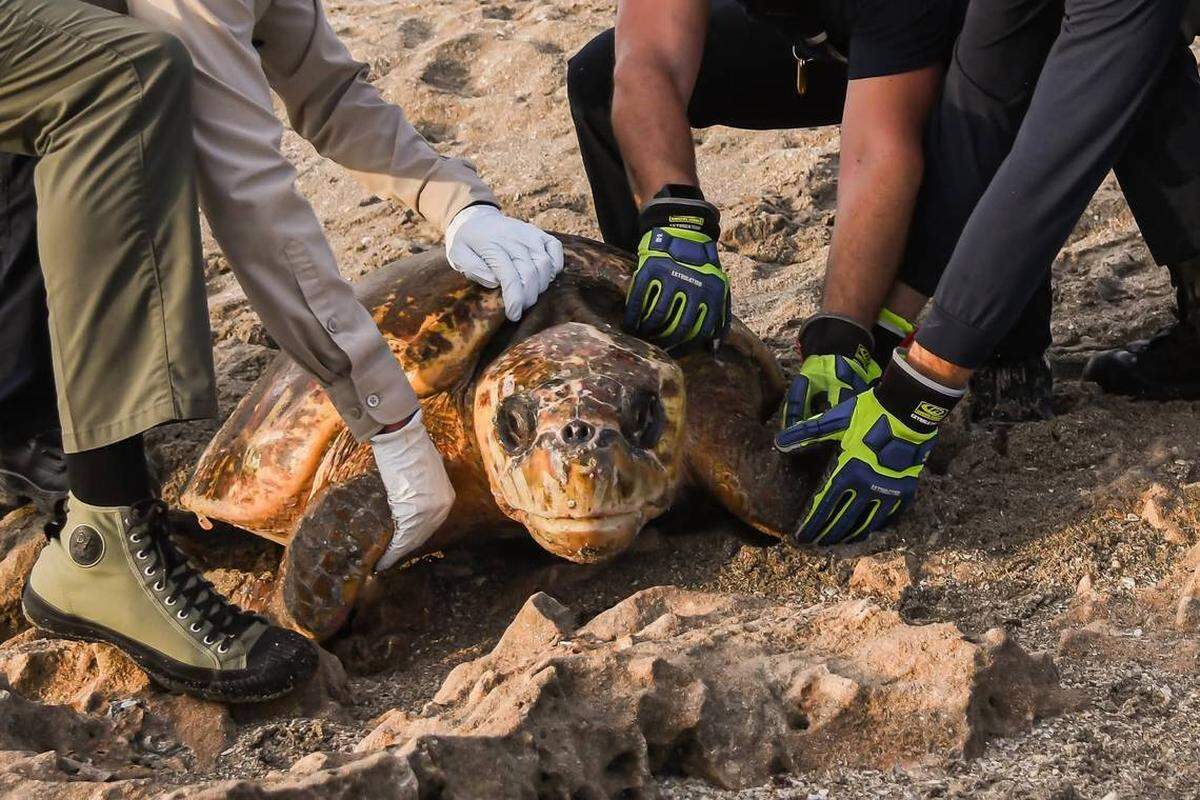 La tortuga de 300 libras fue rescatada de las rocas por agentes de la Comisión de Conservación de la Pesca y la Vida Silvestre de la Florida (FWC). Estas tortugas bobas anidan entre abril y septiembre en las playas de la Florida, generalmente al amparo de la oscuridad. 