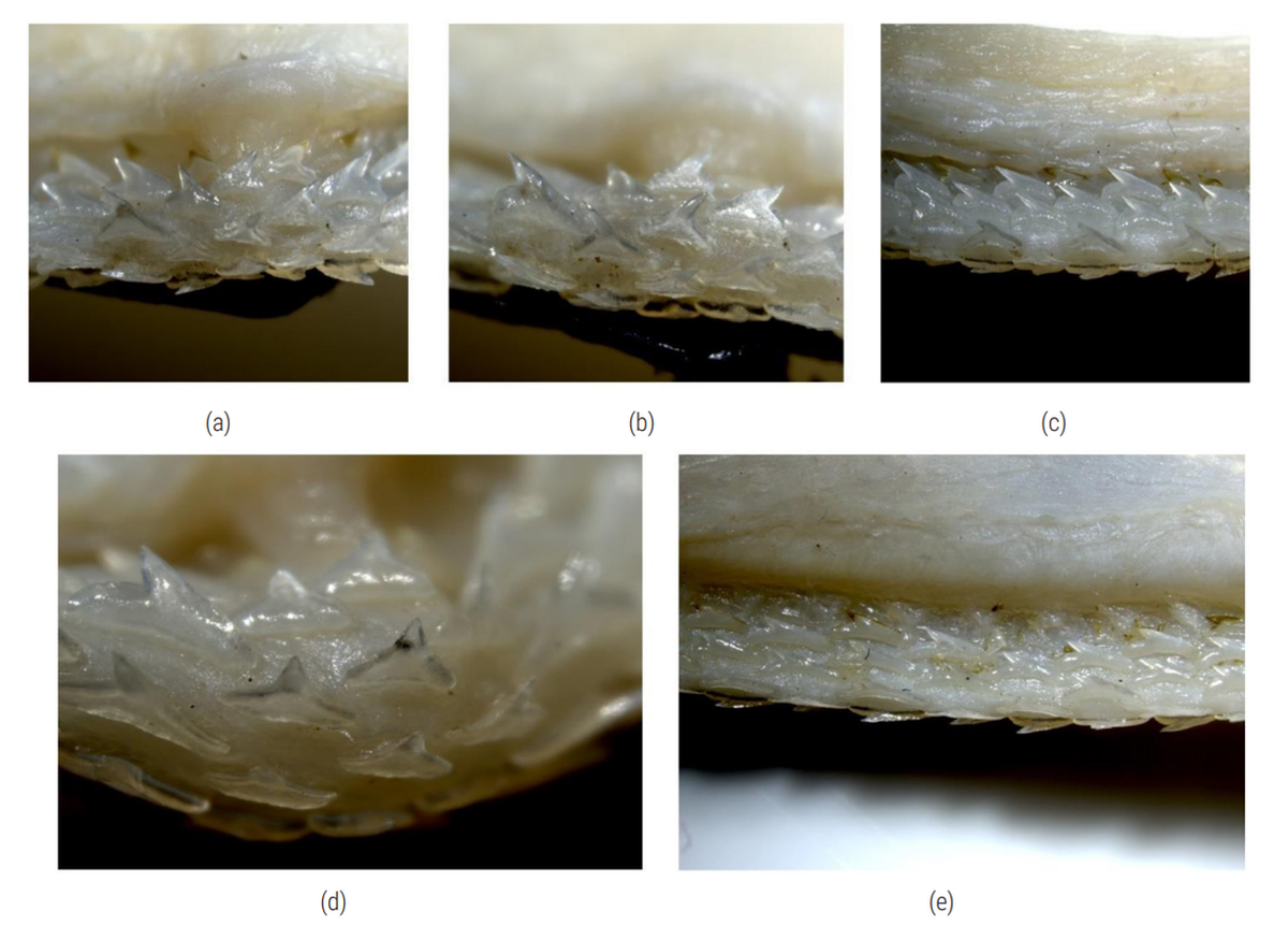 Dientes de varios Iago gopalakrishnani, o tiburones caninos indios. 