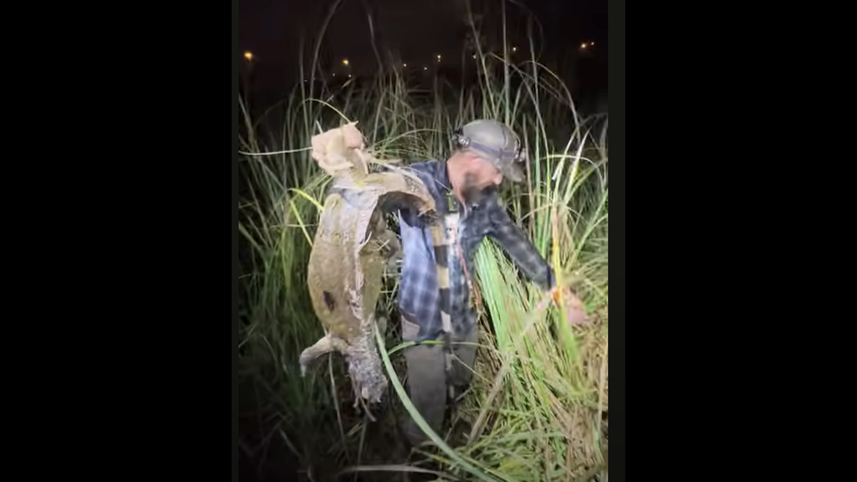 El cazador Mike Kimmel, más conocido como Python Cowboy, dirigía a un grupo de cazadores el sábado 29 de junio, cuando el equipo de expertos descubrió una pitón de gran tamaño escondida en los arbustos que había vomitado una iguana.