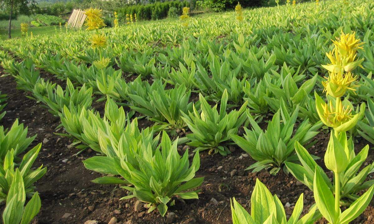 Bionorica SE pone en marcha procesos de producción basados en la selección de la planta idónea, la identificación del mejor hábitat natural para el cultivo, el control de los diferentes factores que pueden ser determinantes para la cosecha y la aplicación de metodologías que contribuyen a la calidad de la materia prima.
